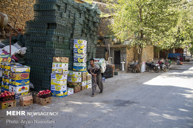 Pomegranate harvest in Western Iran 