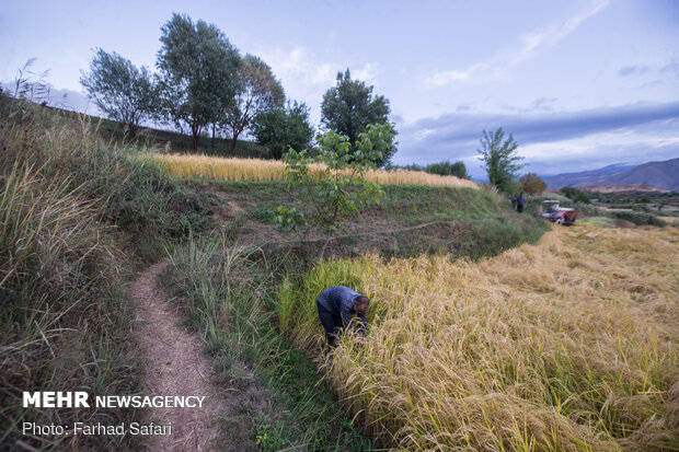 Traditional rice harvesting in Alamut