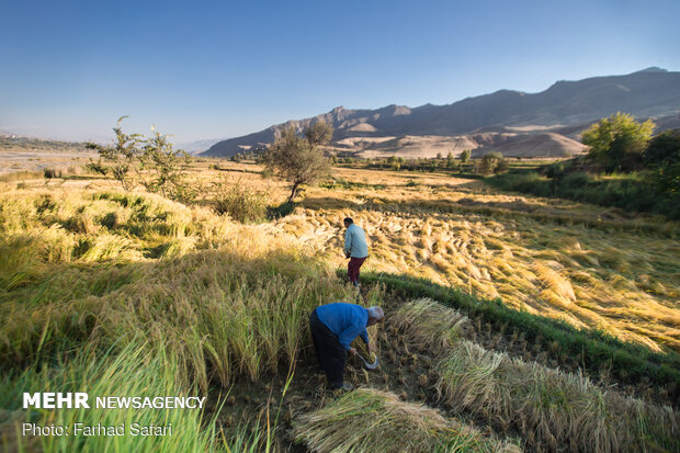 Traditional rice harvesting in Alamut