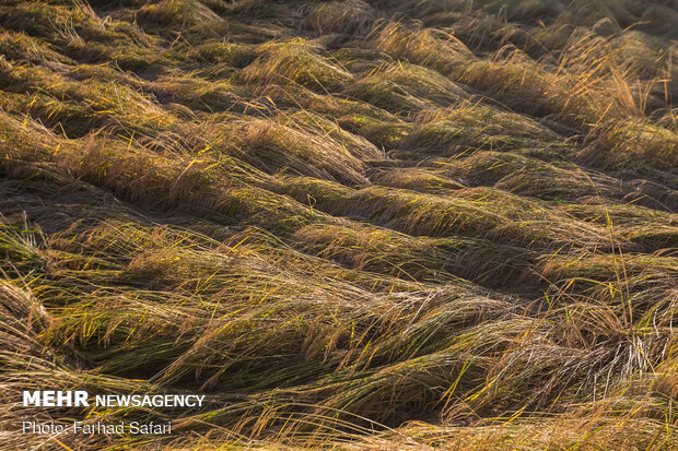 Traditional rice harvesting in Alamut