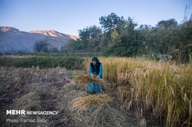 Traditional rice harvesting in Alamut