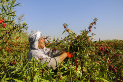 آغاز برداشت چای ترش در دشت آزادگان