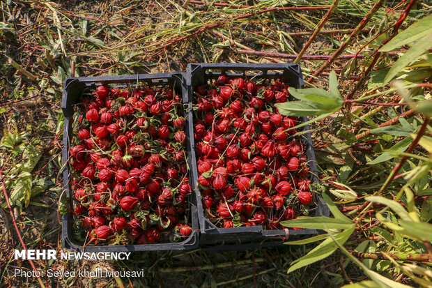 Harvesting Roselle flowers in Khuzestan
