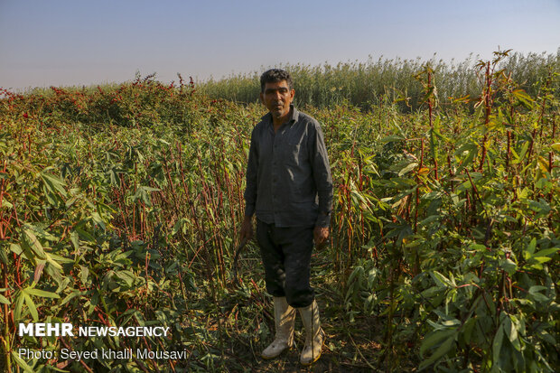 Harvesting Roselle flowers in Khuzestan
