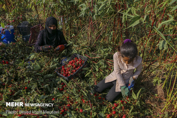 Harvesting Roselle flowers in Khuzestan
