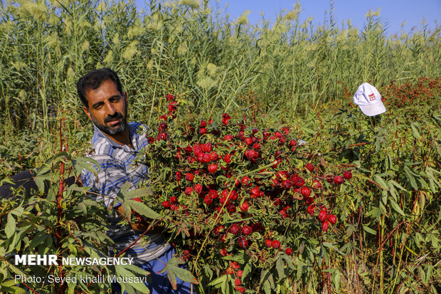 Harvesting Roselle flowers in Khuzestan
