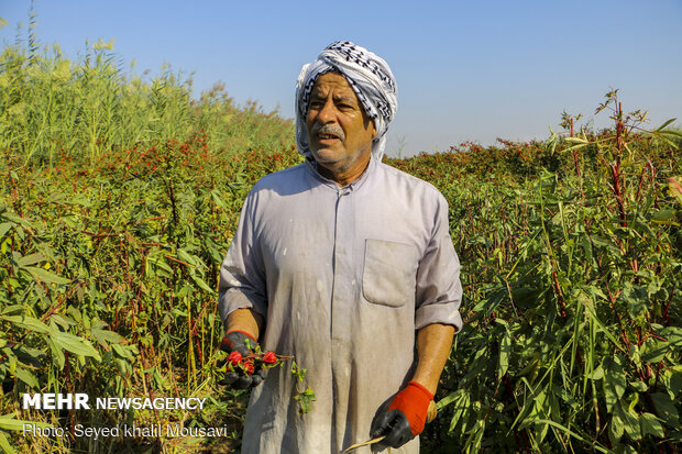 Harvesting Roselle flowers in Khuzestan
