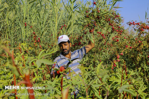 Harvesting Roselle flowers in Khuzestan
