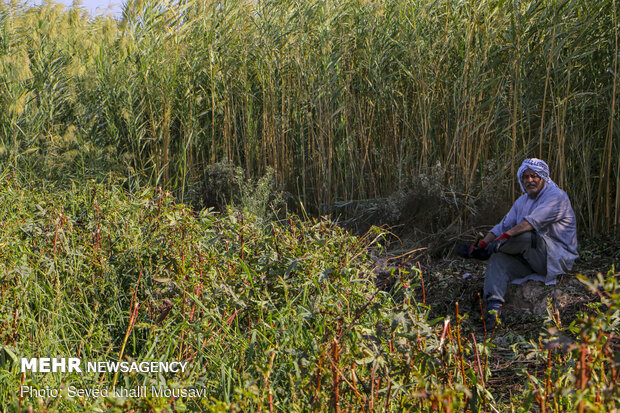 Harvesting Roselle flowers in Khuzestan
