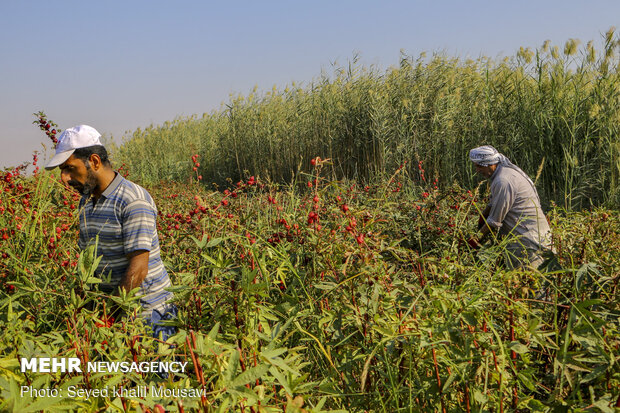 Harvesting Roselle flowers in Khuzestan
