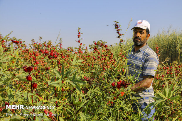 Harvesting Roselle flowers in Khuzestan
