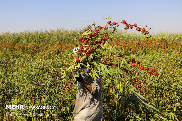 Harvesting Roselle flowers in Khuzestan
