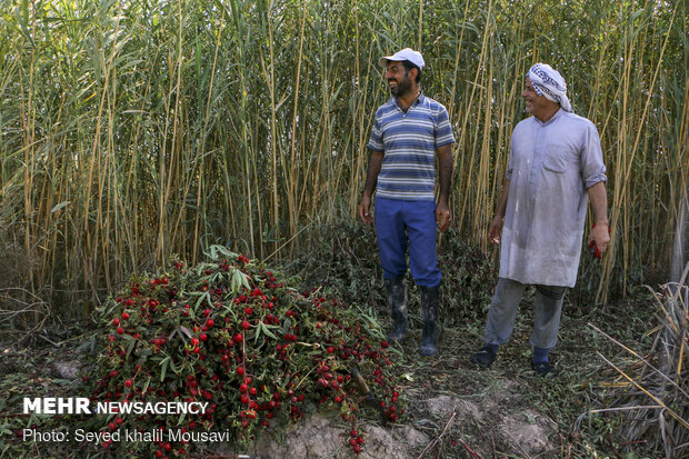 Harvesting Roselle flowers in Khuzestan
