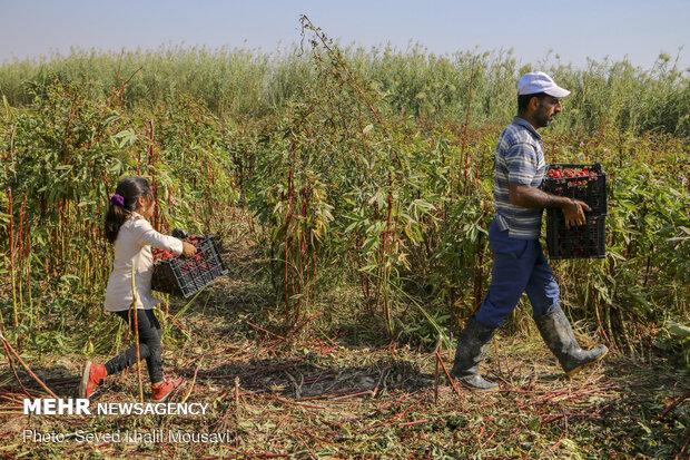 Harvesting Roselle flowers in Khuzestan
