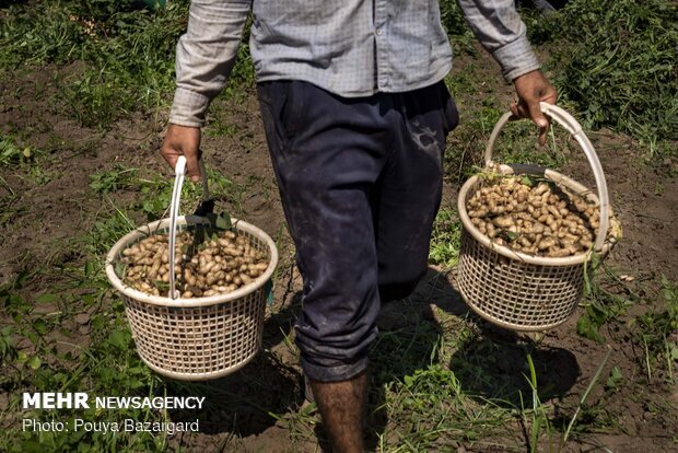 داستان تکراری خام فروشی محصولات کشاورزی در آذربایجان شرقی