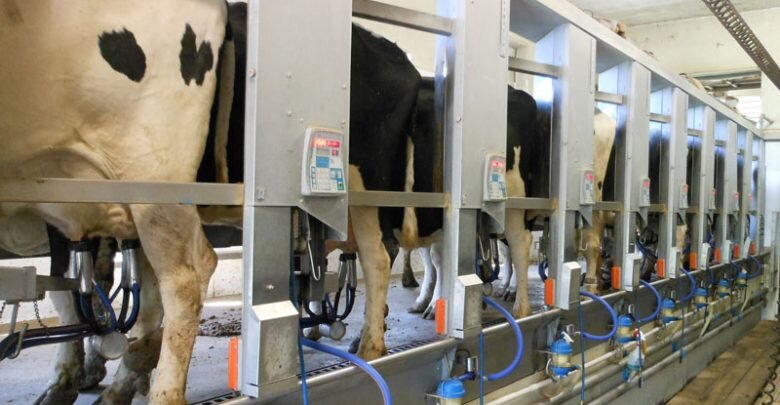 تولید ۳۶۰۰۰ تن شیر در واحدهای دامی شهرستان البرز