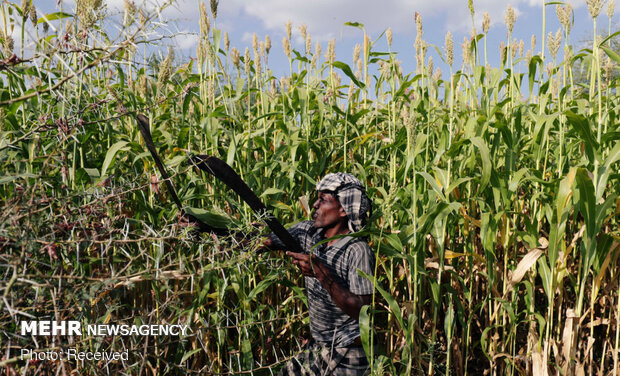 حمله ملخ‌ها به مزارع اتیوپی
