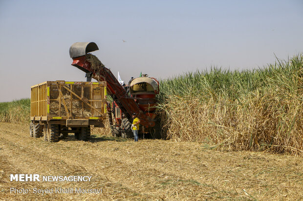 Harvesting sugarcane kicks off in Khuzestan prov.
