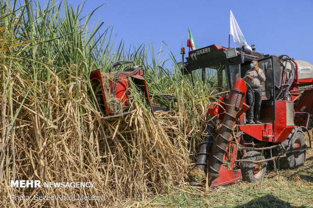 Harvesting sugarcane kicks off in Khuzestan prov.
