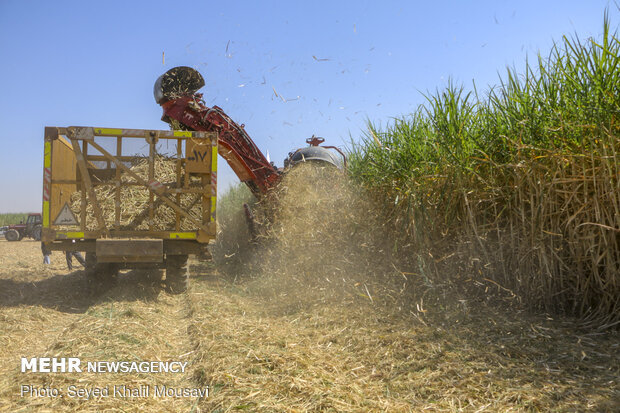 Harvesting sugarcane kicks off in Khuzestan prov.
