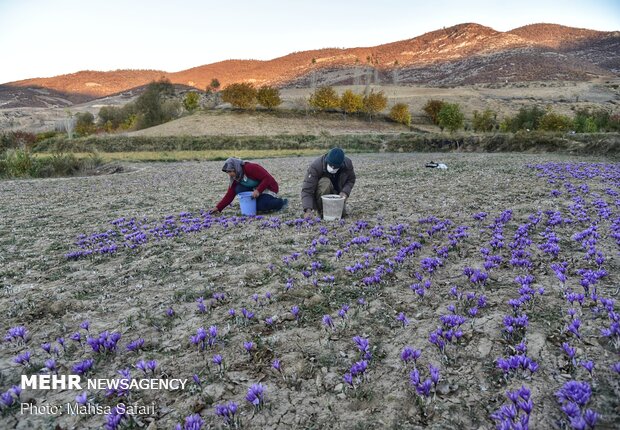 Saffron harvest in Golestan prov.
