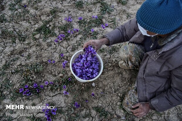  برداشت زعفران در روستای وامنان استان گلستان