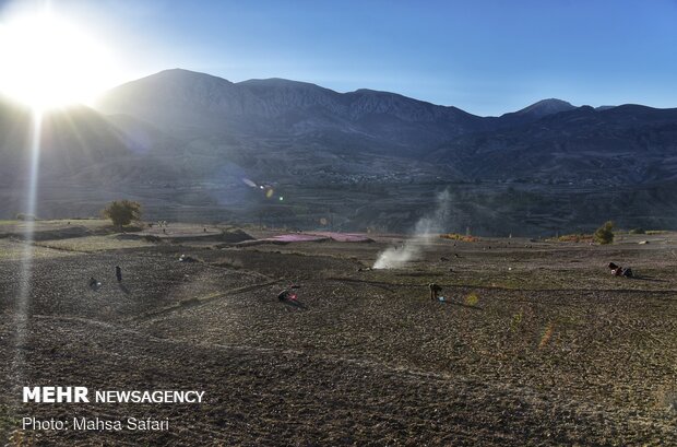  برداشت زعفران در روستای وامنان استان گلستان