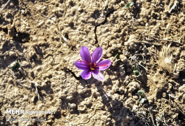 Saffron harvest in Golestan prov.
