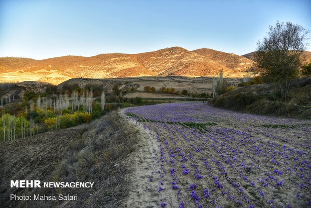 Saffron harvest in Golestan prov.

