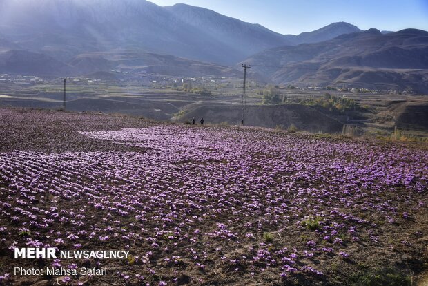  برداشت زعفران در روستای وامنان استان گلستان