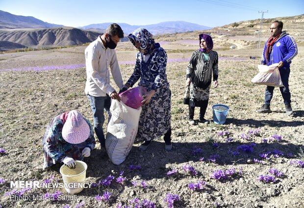  برداشت زعفران در روستای وامنان استان گلستان