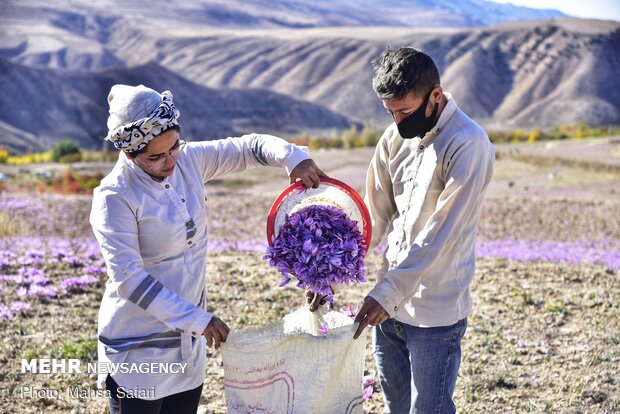  برداشت زعفران در روستای وامنان استان گلستان