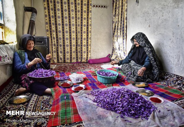  برداشت زعفران در روستای وامنان استان گلستان