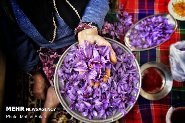 Saffron harvest in Golestan prov.
