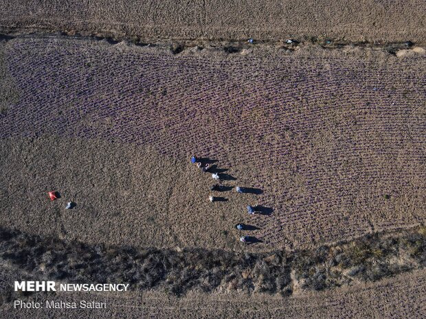  برداشت زعفران در روستای وامنان استان گلستان