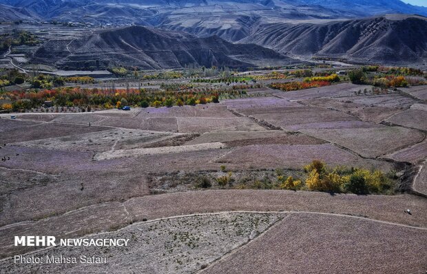  برداشت زعفران در روستای وامنان استان گلستان