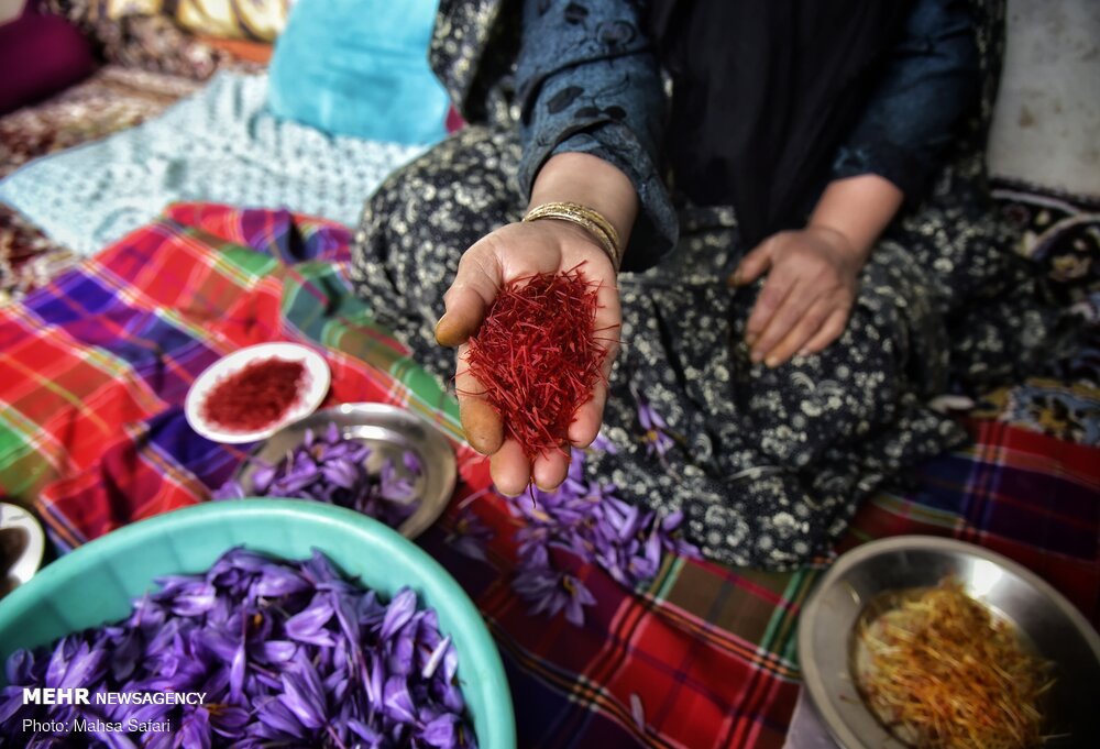 میزان برداشت زعفران در «زیارت» گرگان ۴۰۰ درصد افزایش یافت