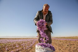 Saffron harvest in North Khorasan Prov.