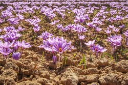 ۱۰ طرح مشارکتی در زمینه تولید بذر و نهال کشاورزی اجرا شد