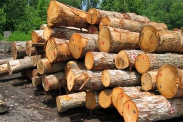۱۵ تن چوب قاچاق از یک کامیون در محور گچساران به شیراز کشف شد