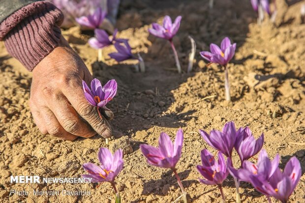 Saffron harvest in North Khorasan Prov.
