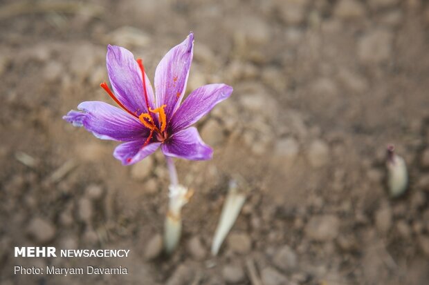 Saffron harvest in North Khorasan Prov.
