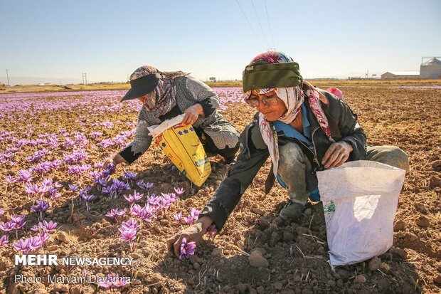 Saffron harvest in North Khorasan Prov.
