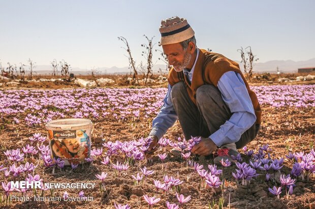 Saffron harvest in North Khorasan Prov.
