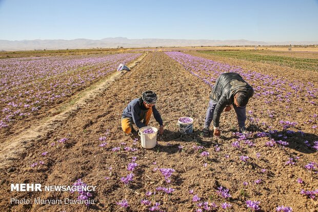 Saffron harvest in North Khorasan Prov.
