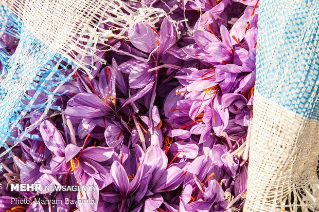 Saffron harvest in North Khorasan Prov.
