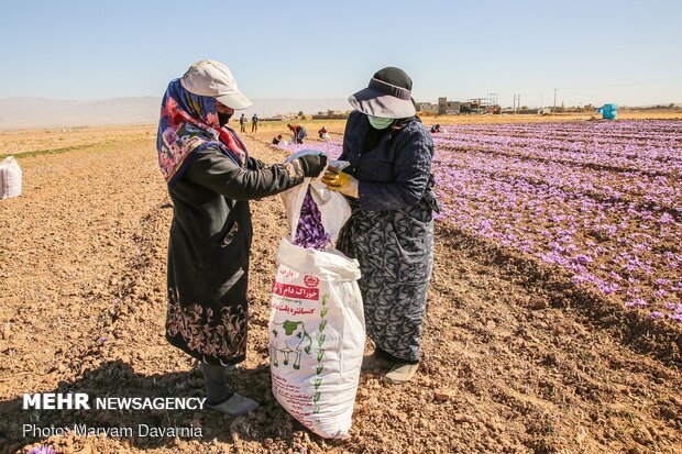 Saffron harvest in North Khorasan Prov.
