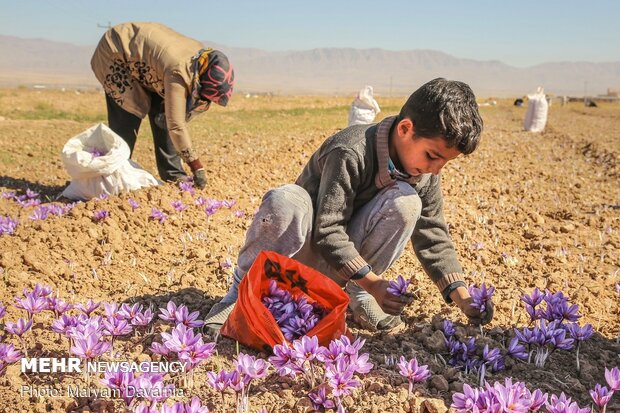 Saffron harvest in North Khorasan Prov.
