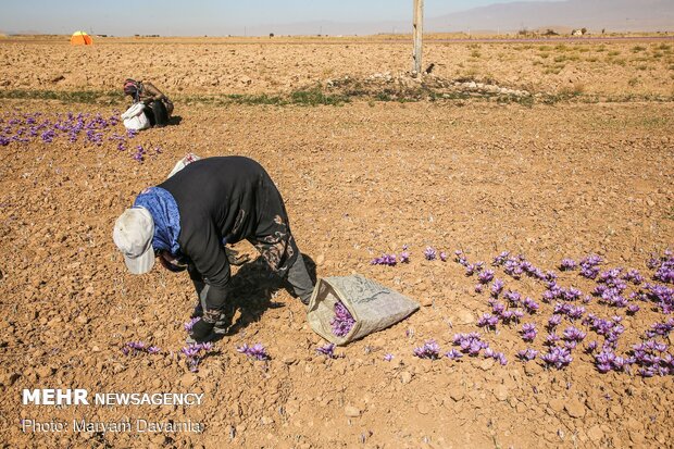 Saffron harvest in North Khorasan Prov.
