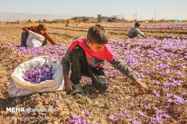Saffron harvest in North Khorasan Prov.
